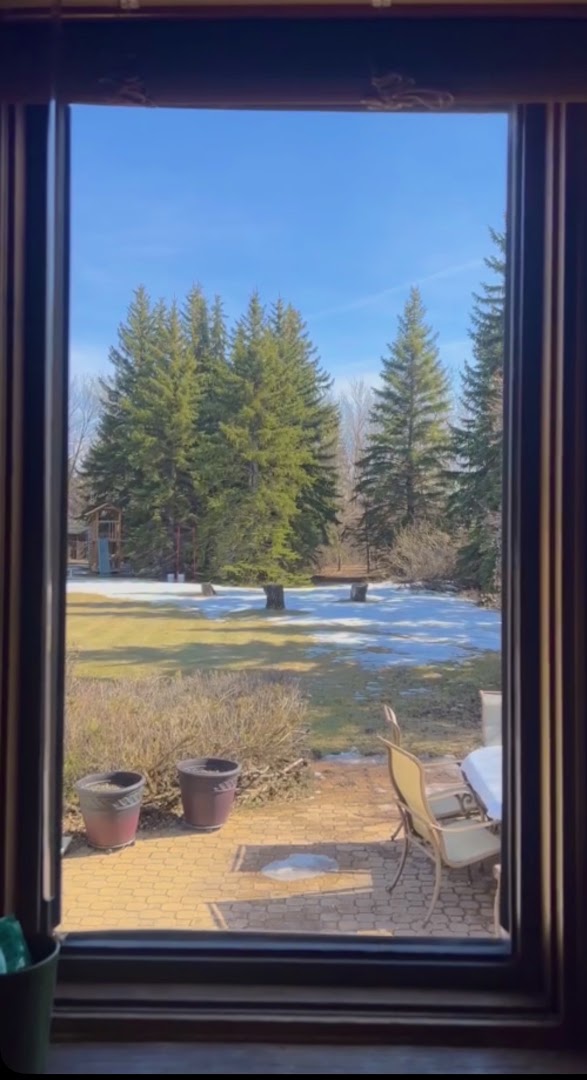 Clear view through the same window after cleaning, looking out to the garden and evergreen trees